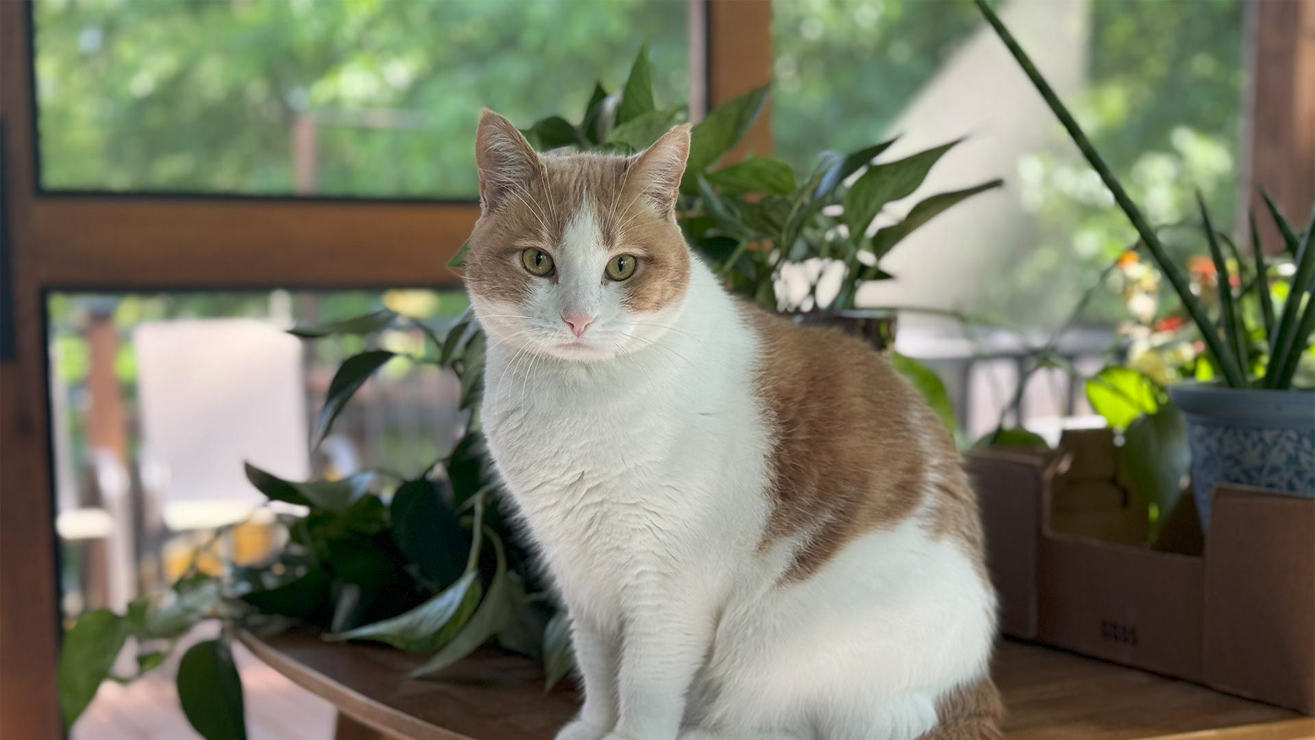 White and brown cat sitting by a window with potted plants and soft natural light