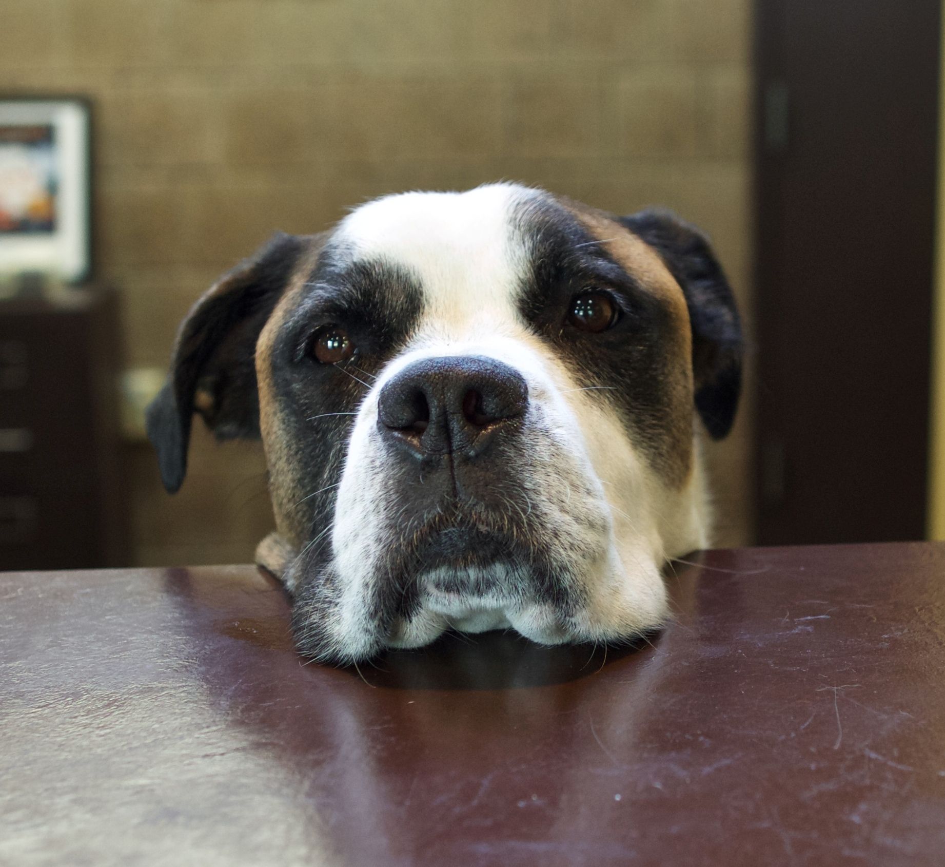 Dog resting its head on a table, looking forward in a dim indoor setting