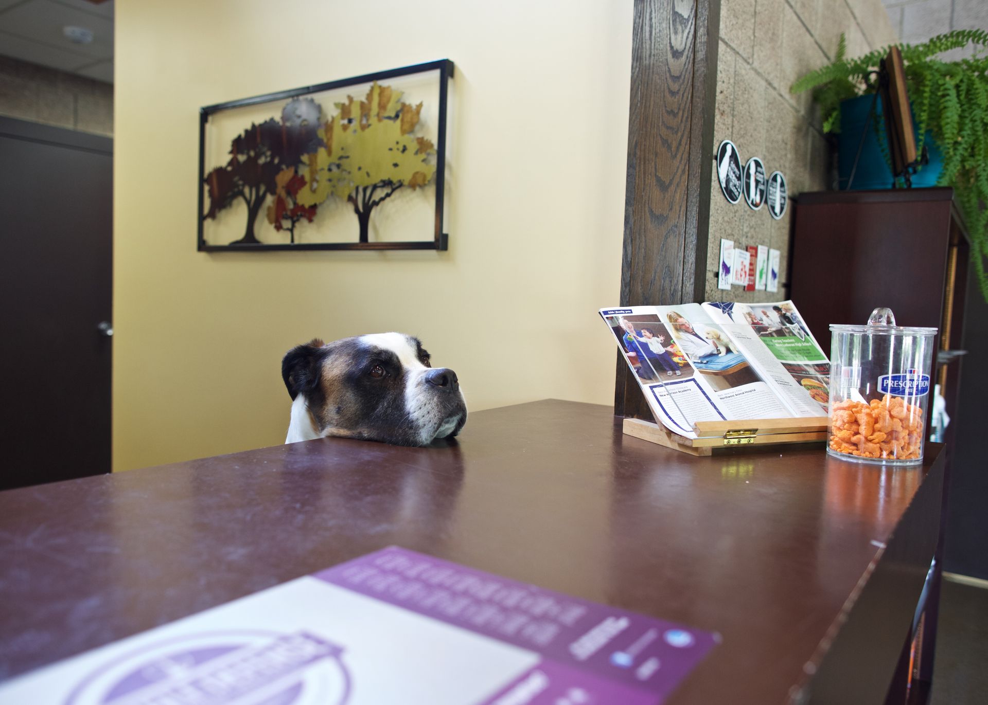 Dog resting its head on a table in a lobby with brochures and snacks nearby