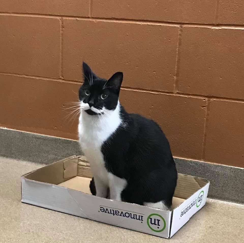 Black-and-white cat sitting in a cardboard box against a brown brick wall.