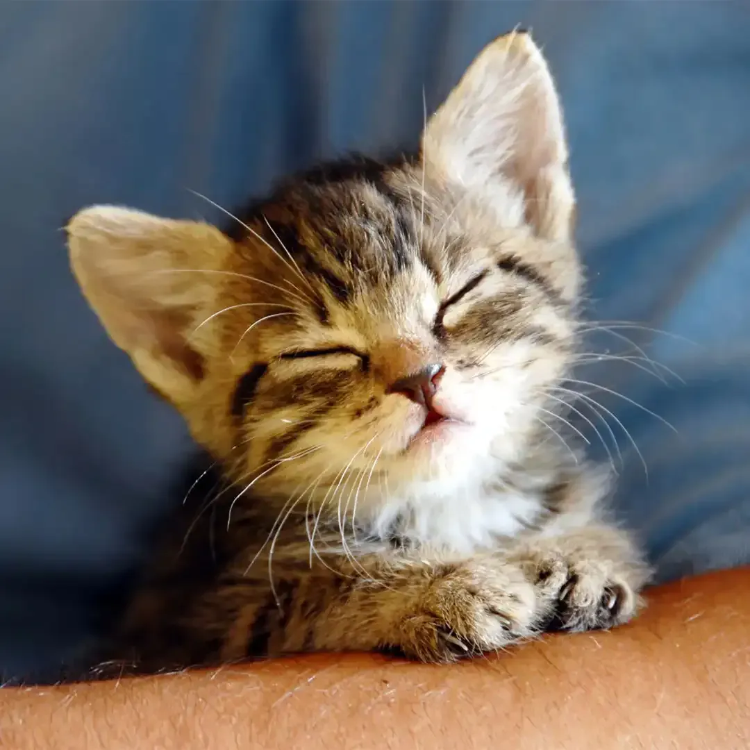 Sleepy tabby kitten resting on a person's arm, eyes closed, against a blue background