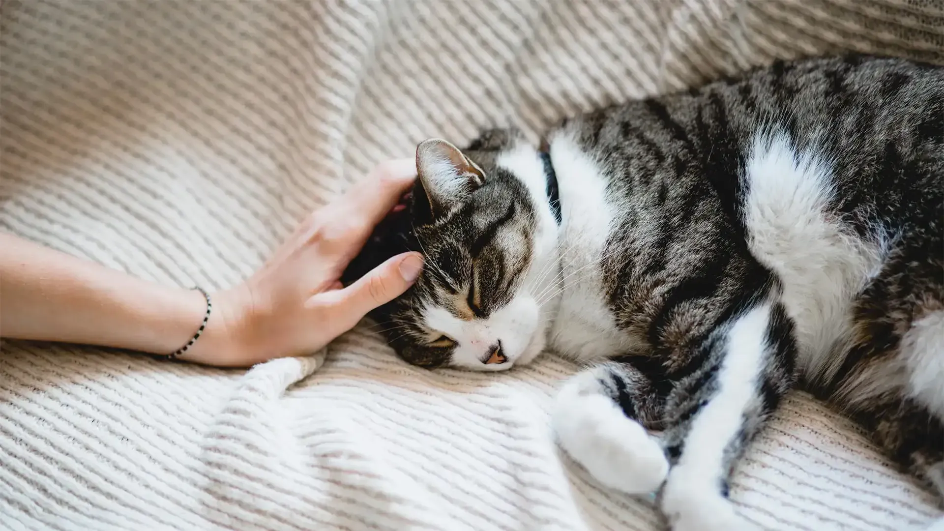 Tabby cat sleeping on a bed while a hand gently pets its head