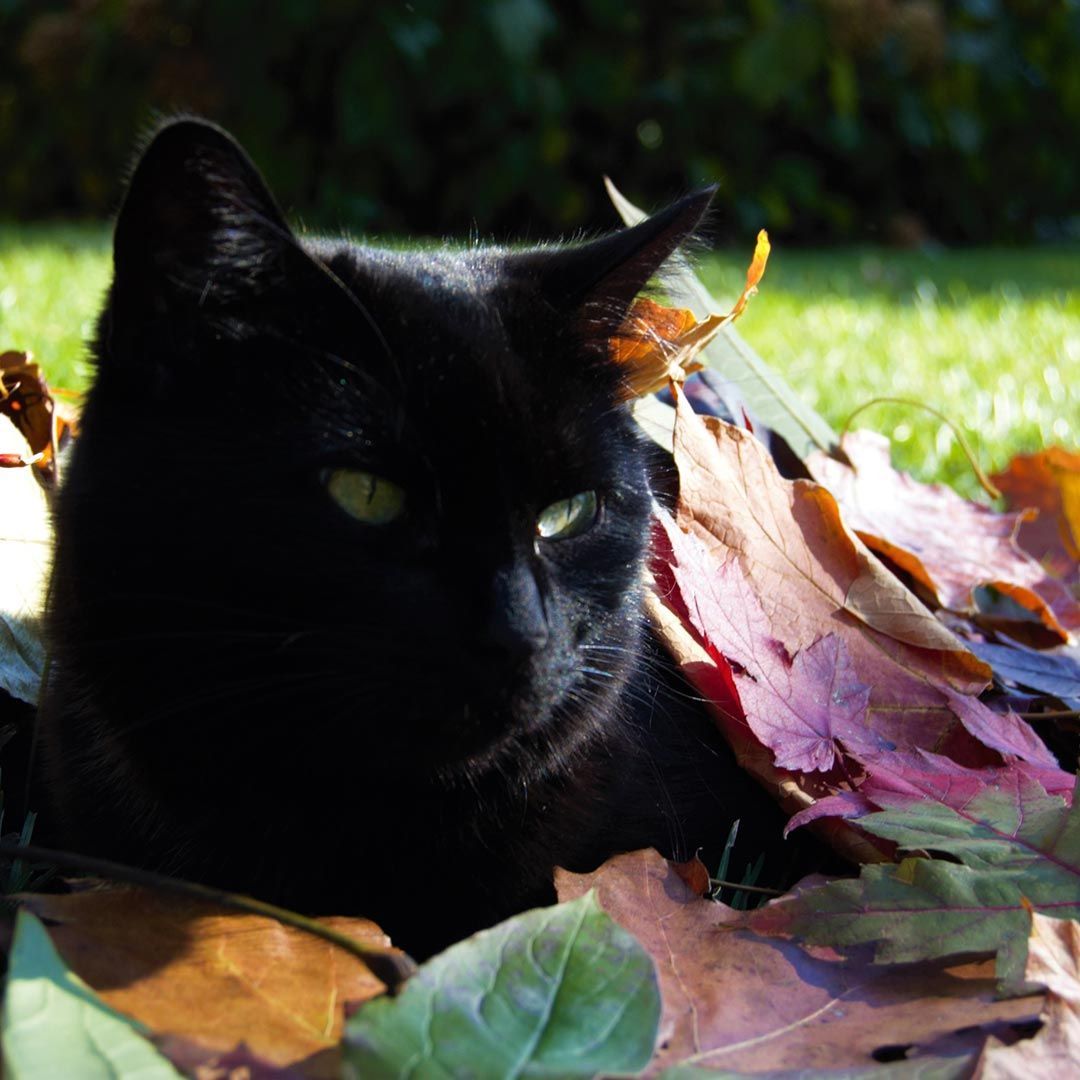 Black cat resting among colorful autumn leaves in bright sunlight