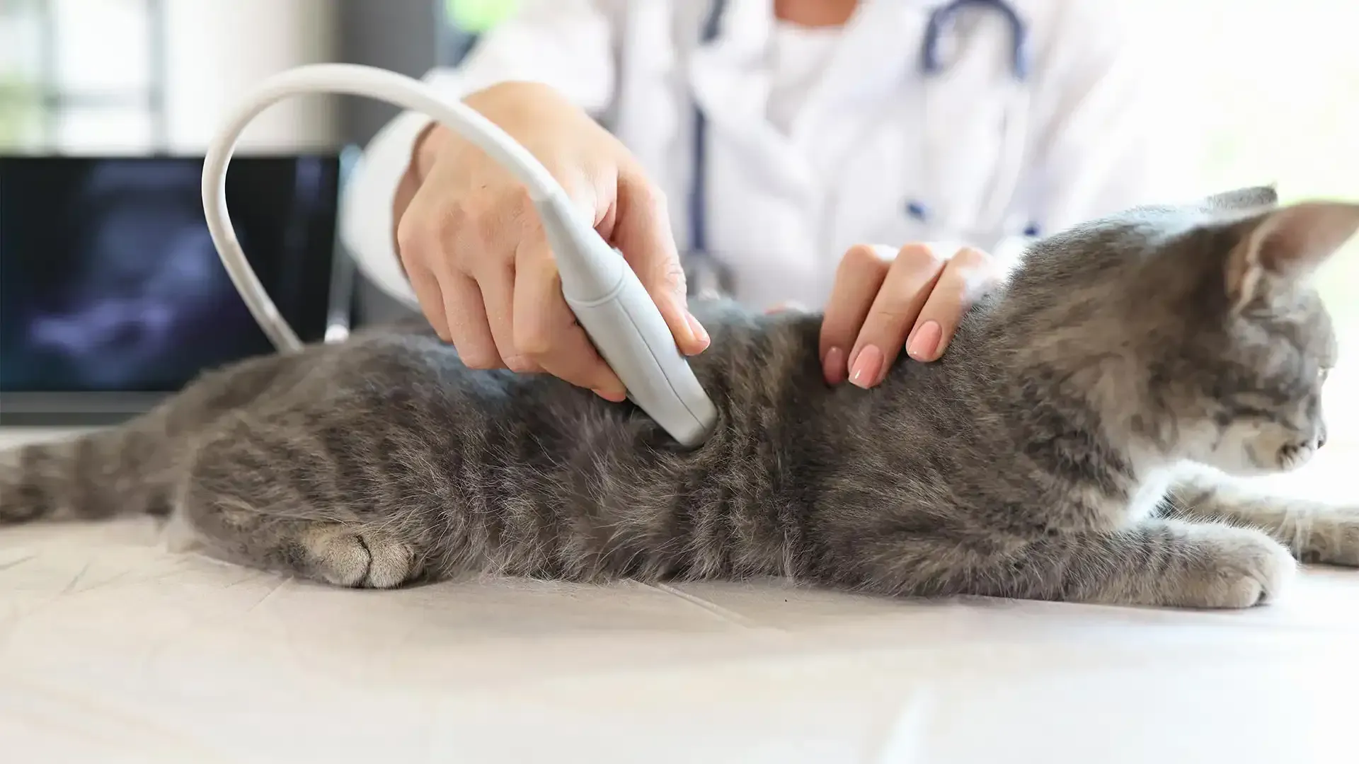 Veterinarian using an ultrasound probe on a gray cat lying on a table