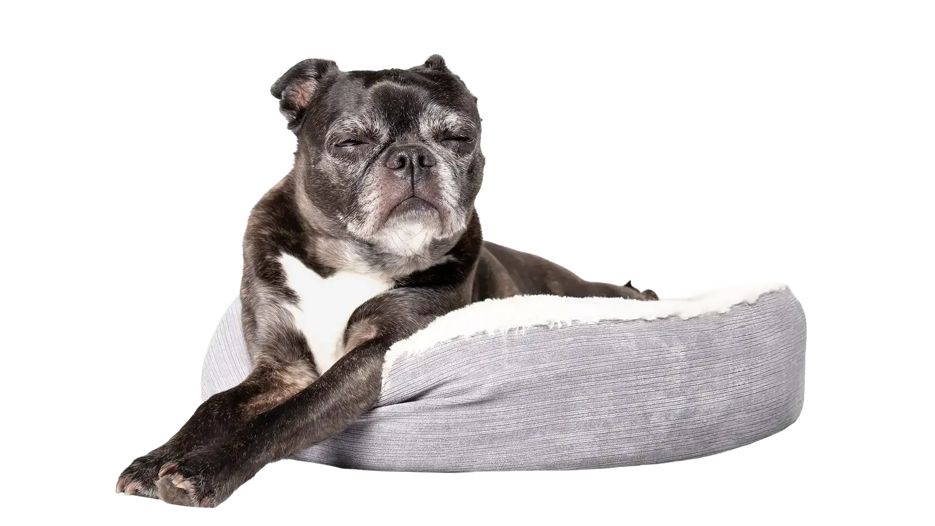 Brown and white bulldog lounging on a light gray dog bed against a white background