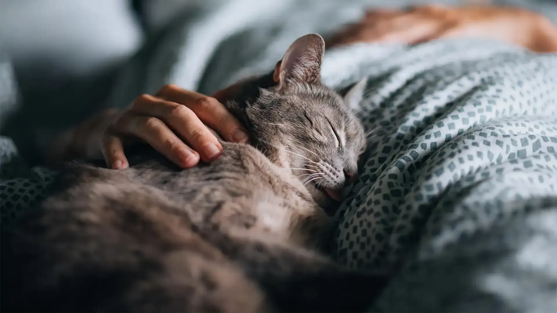Hand resting on a sleeping gray cat curled on a bed with patterned bedding