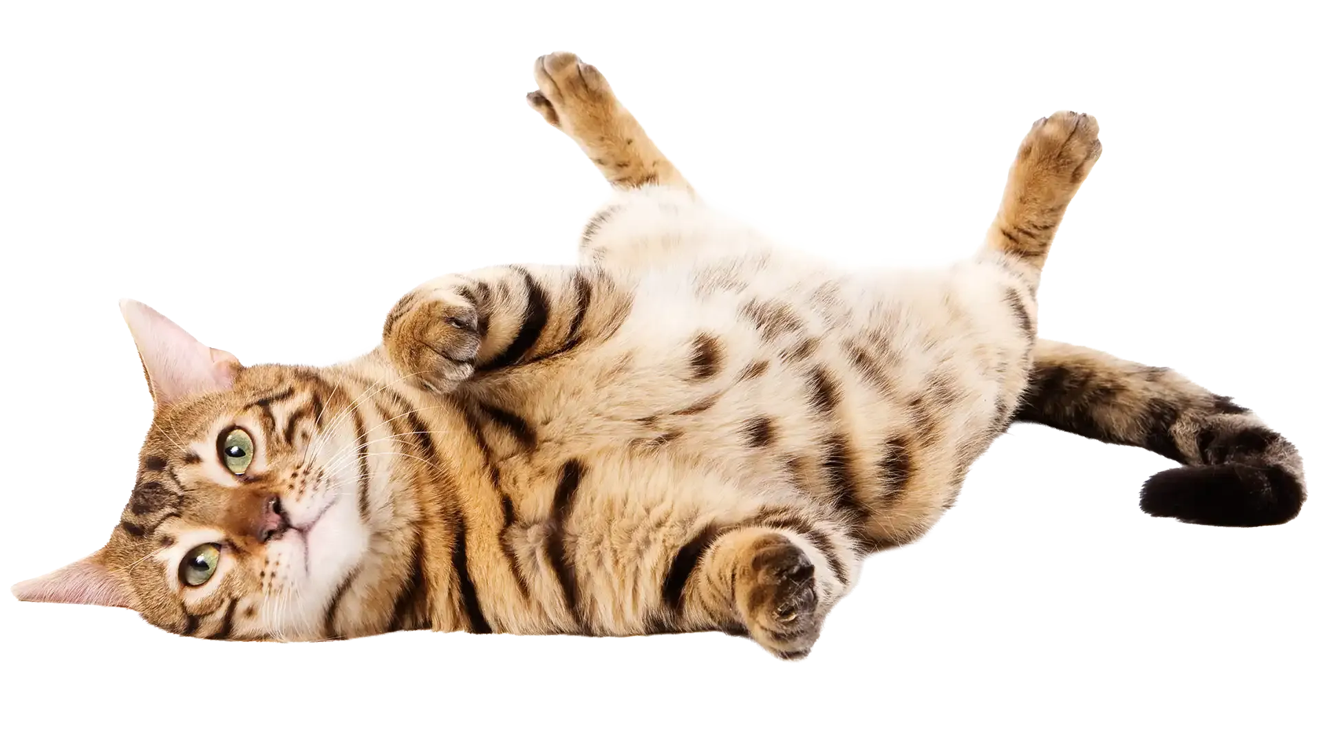 Brown tabby cat lying on its back with paws up on a white background