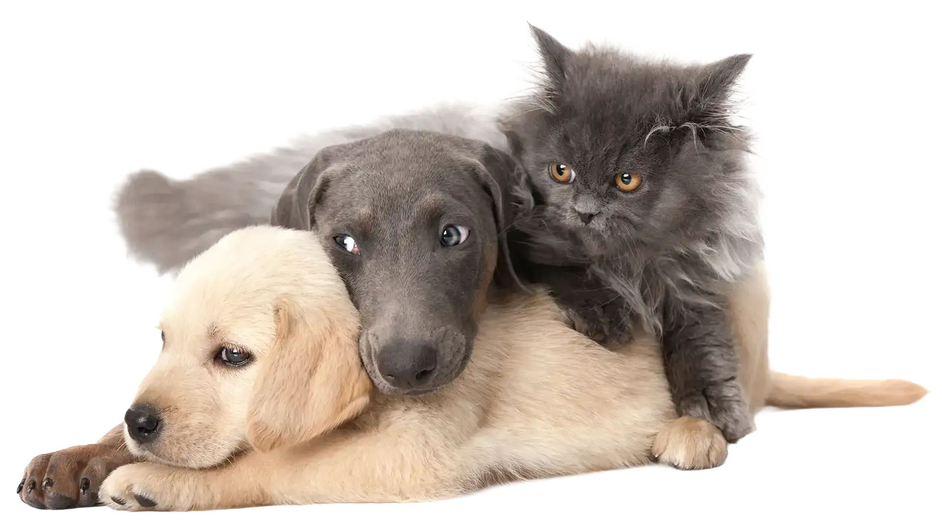 Two puppies and a gray cat lying together