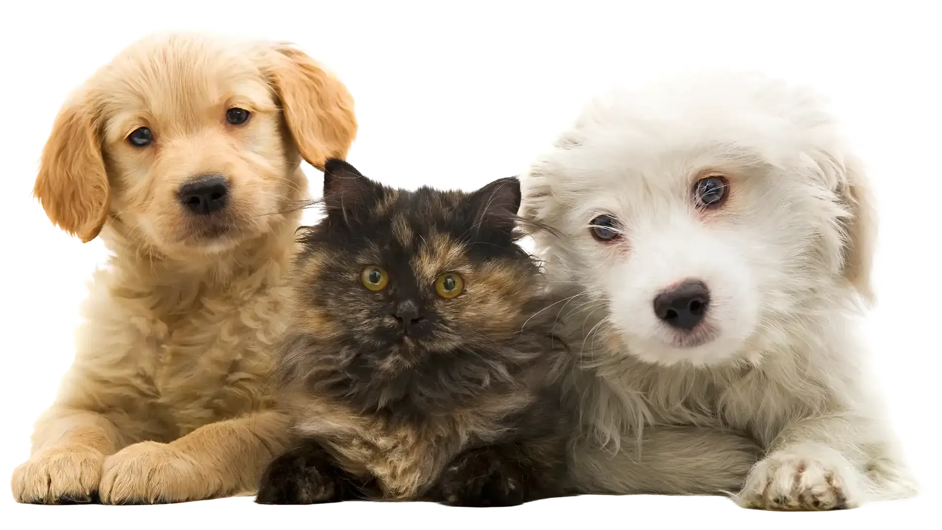 Two fluffy puppies and a kitten, golden, black, and white, lying side by side