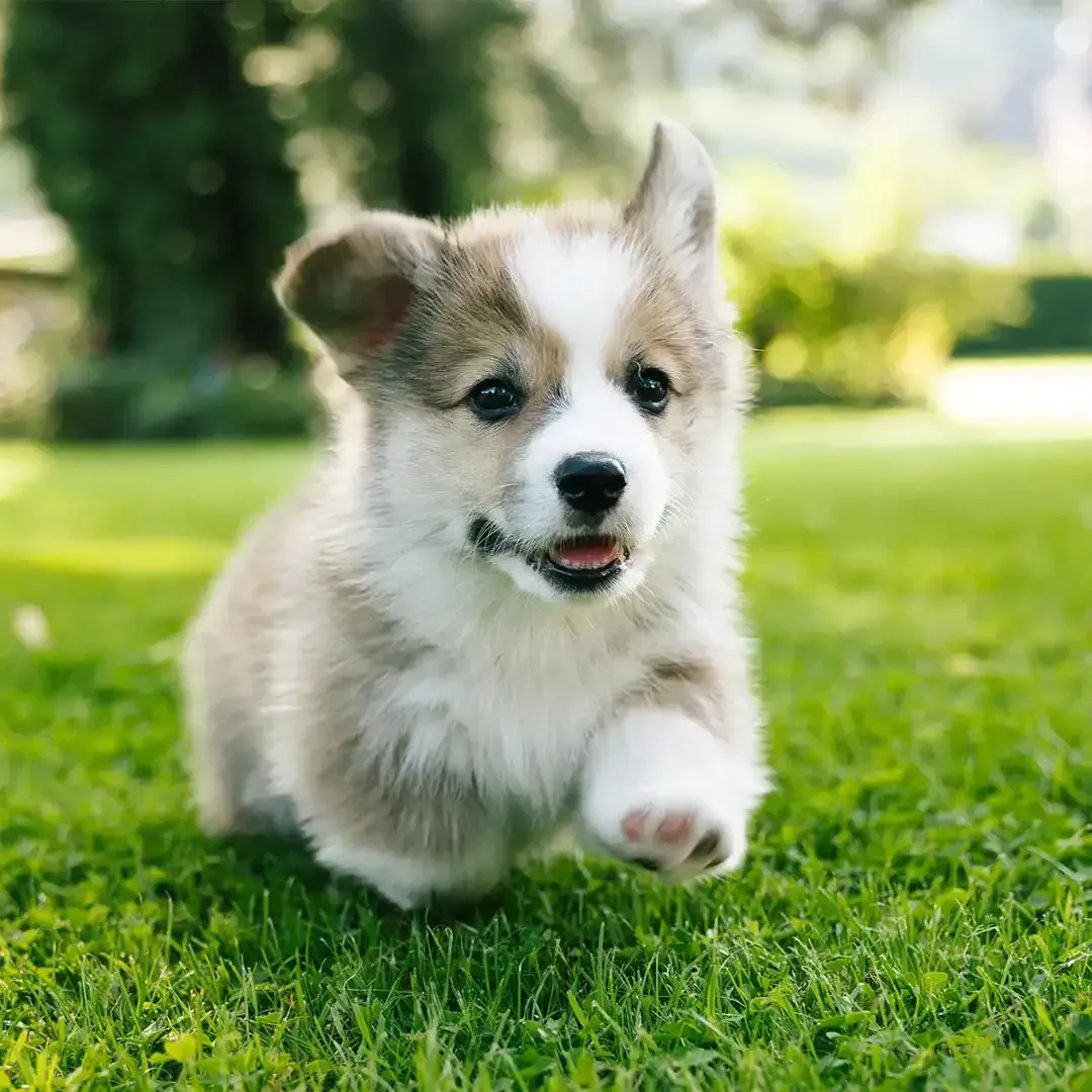 Fluffy corgi puppy running on green grass, mouth open and ears perked up