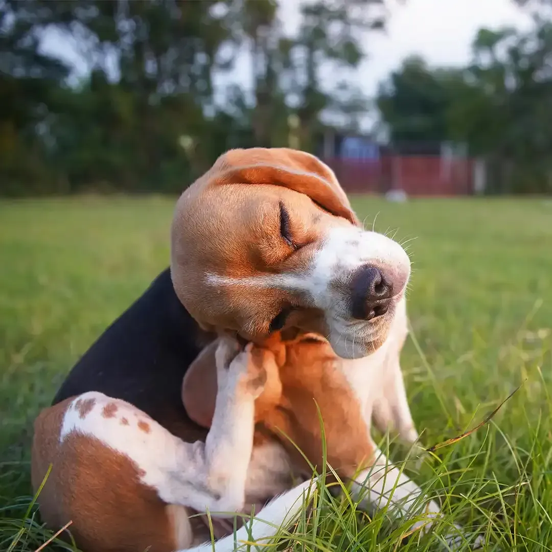 Beagle sitting in grass, scratching its ear with a hind leg, outdoors with a blurred background