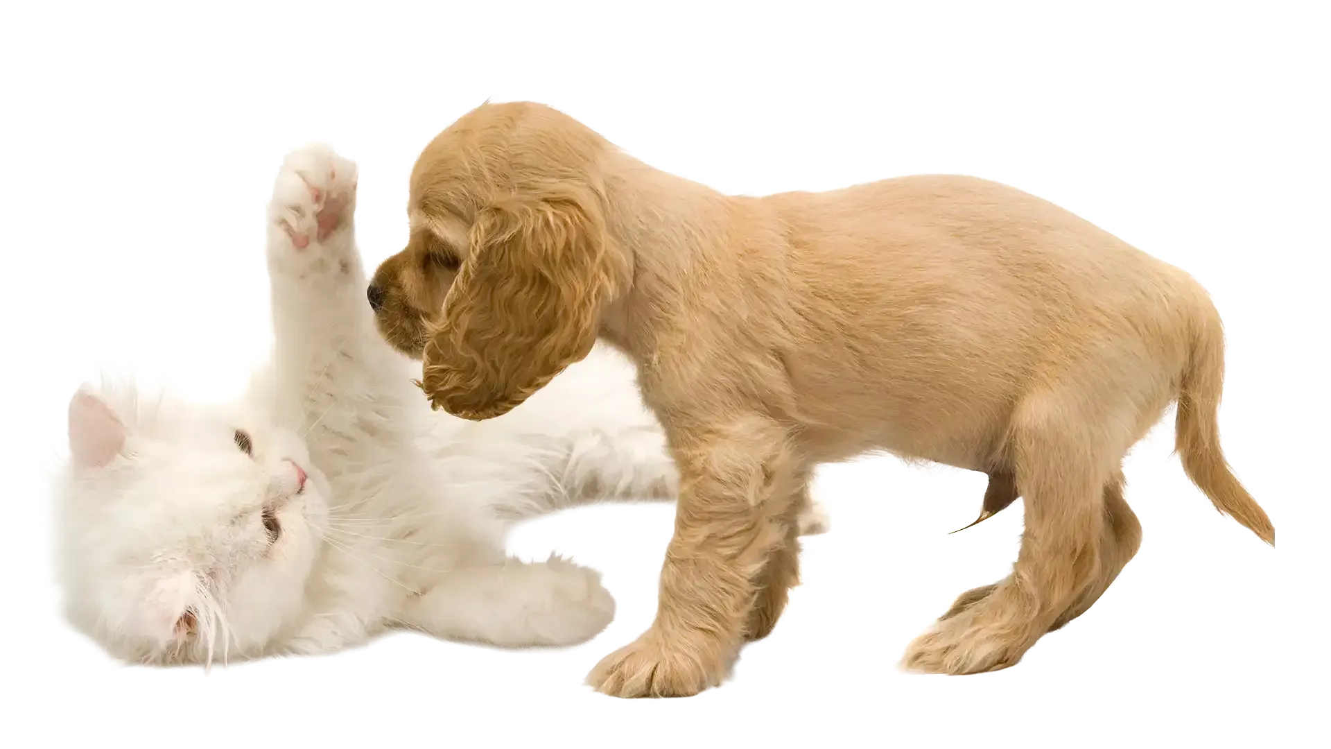 White cat lying on its back as a tan puppy stands over it, paw raised playfully.