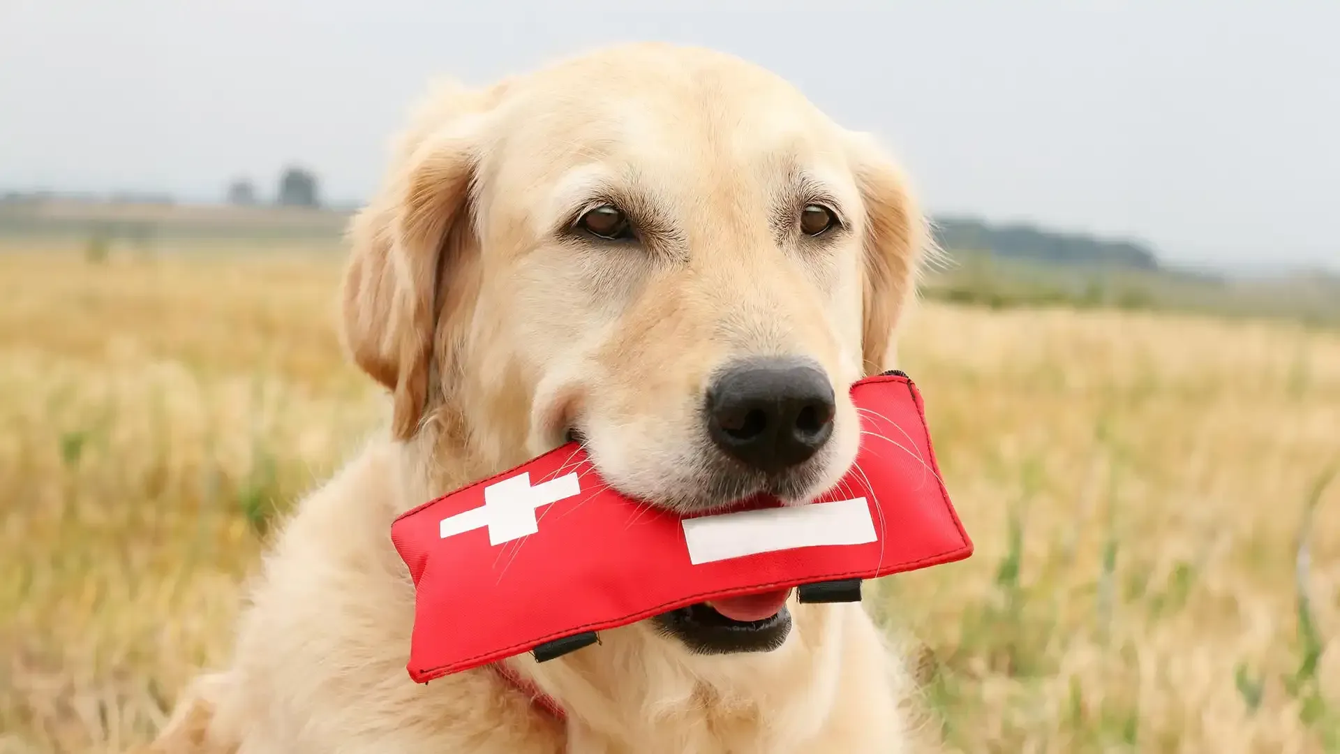 Golden retriever holding a red first-aid kit in a field