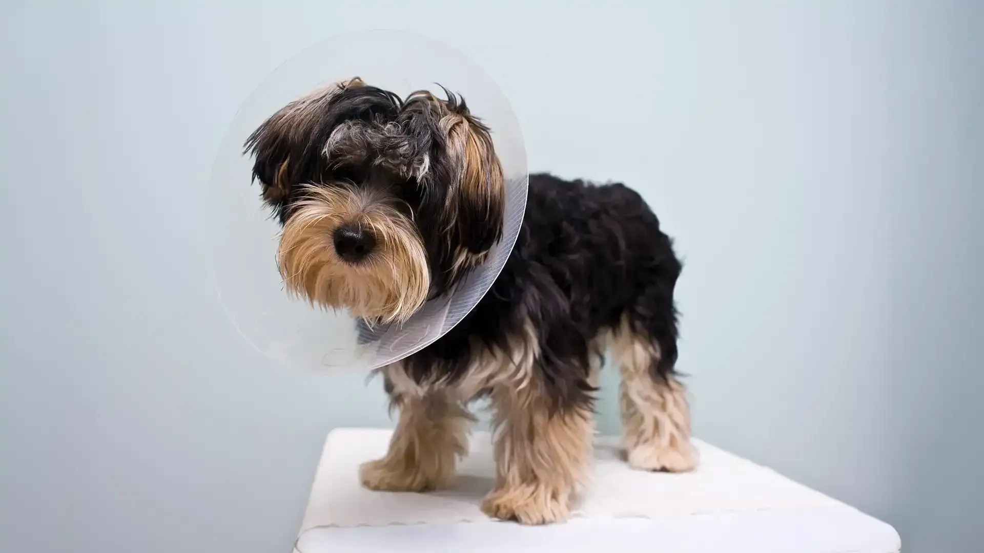 Small black and tan dog wearing a cone collar, standing on a white surface against a light gray background