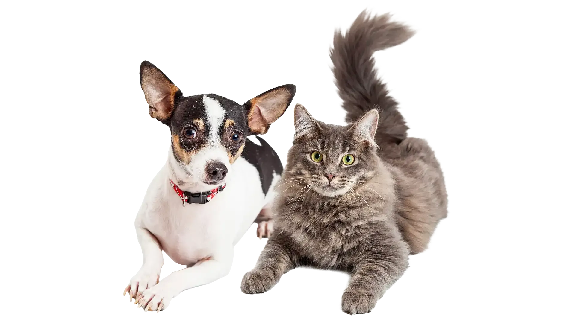 Small black-and-white dog and fluffy gray cat lying side by side on a white background