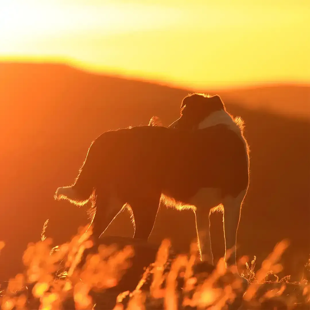 Silhouette of a dog standing in tall grass at sunset, backlit by warm golden light.