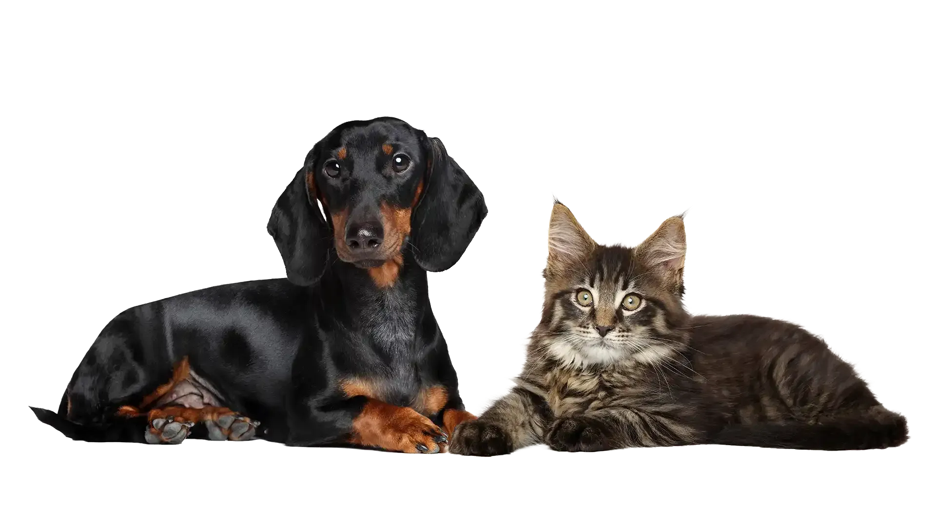 Black dachshund and tabby cat lying side by side on a white background