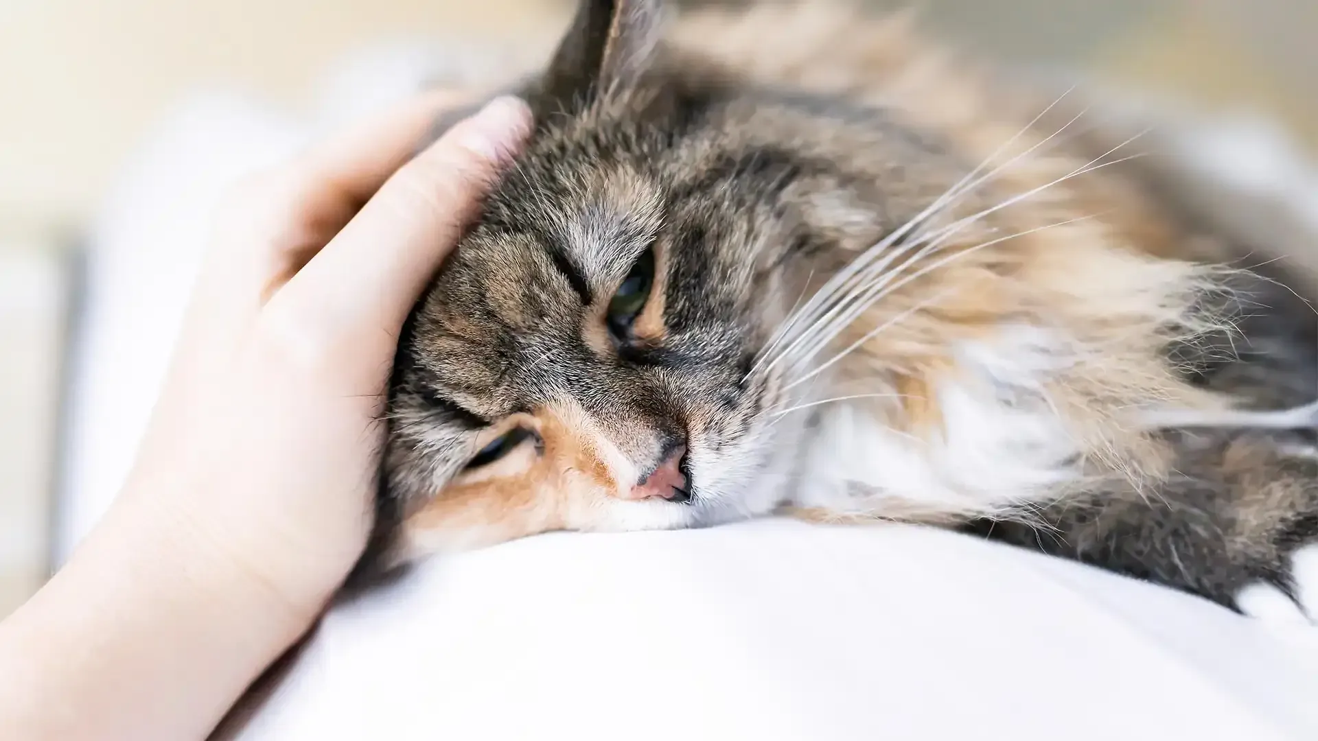 Sleeping tabby cat being gently petted on a white blanket