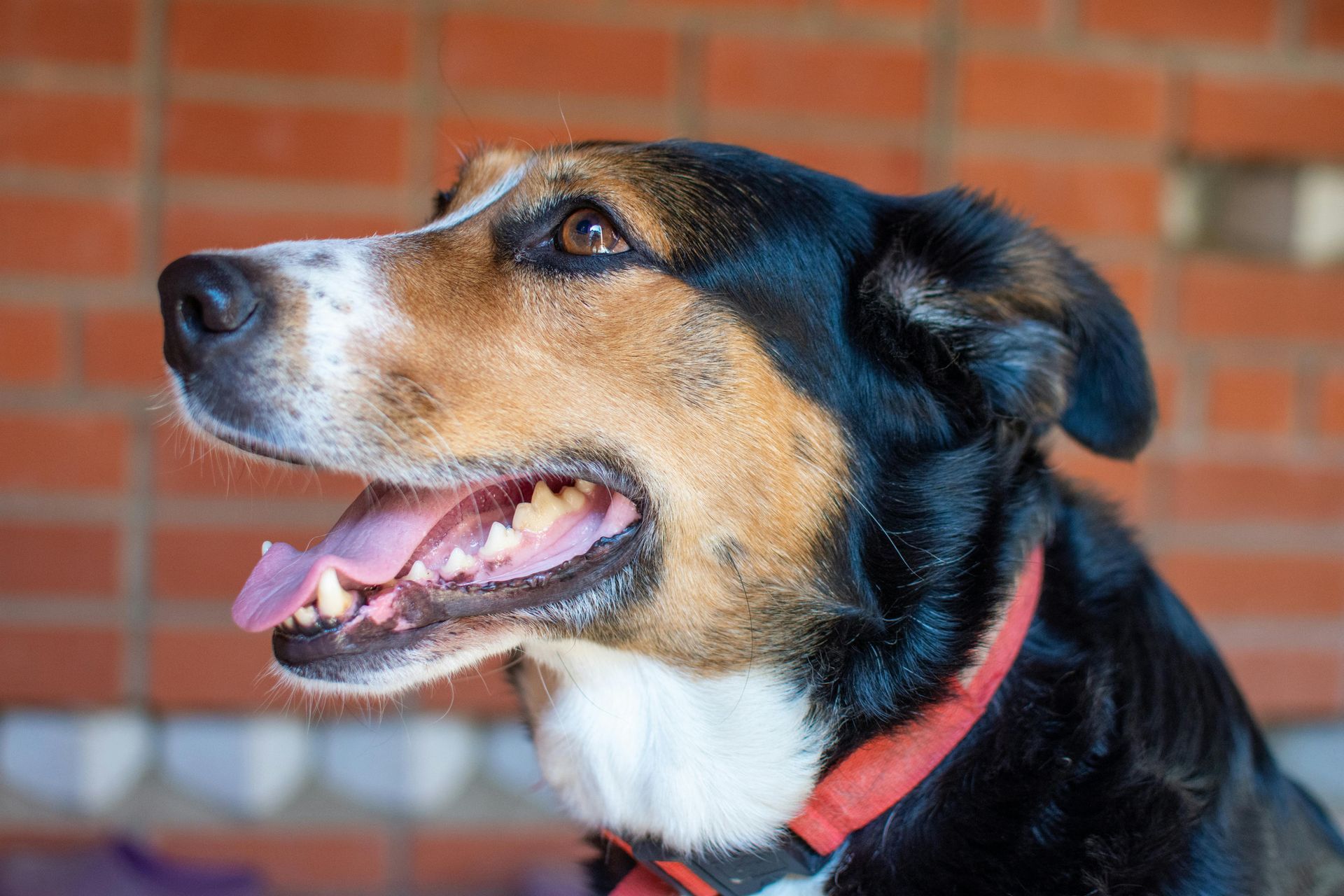 Black, tan, and white dog in profile, panting with mouth open against a brick wall.