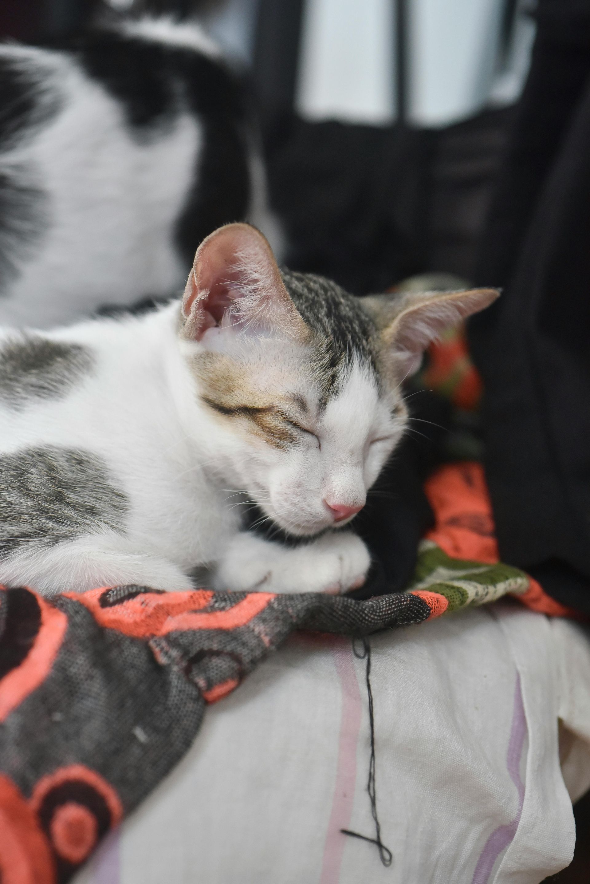Sleeping white and gray kitten curled on a patterned blanket