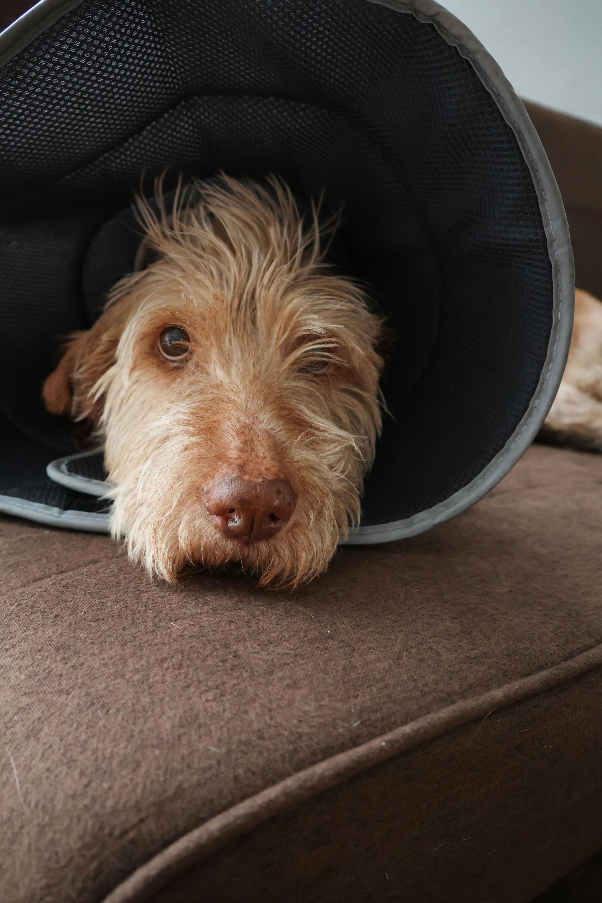 Dog resting on a brown couch, wearing a black cone collar after surgery