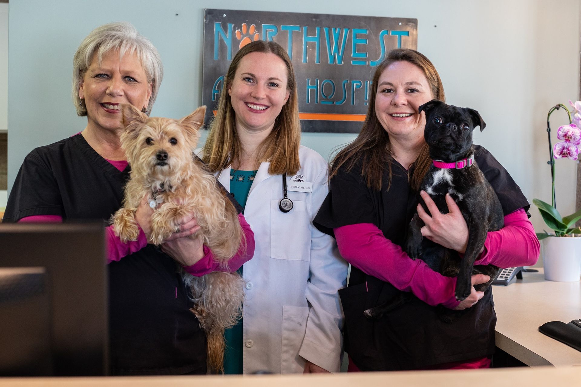 Three veterinarians hold two small dogs at a clinic reception desk