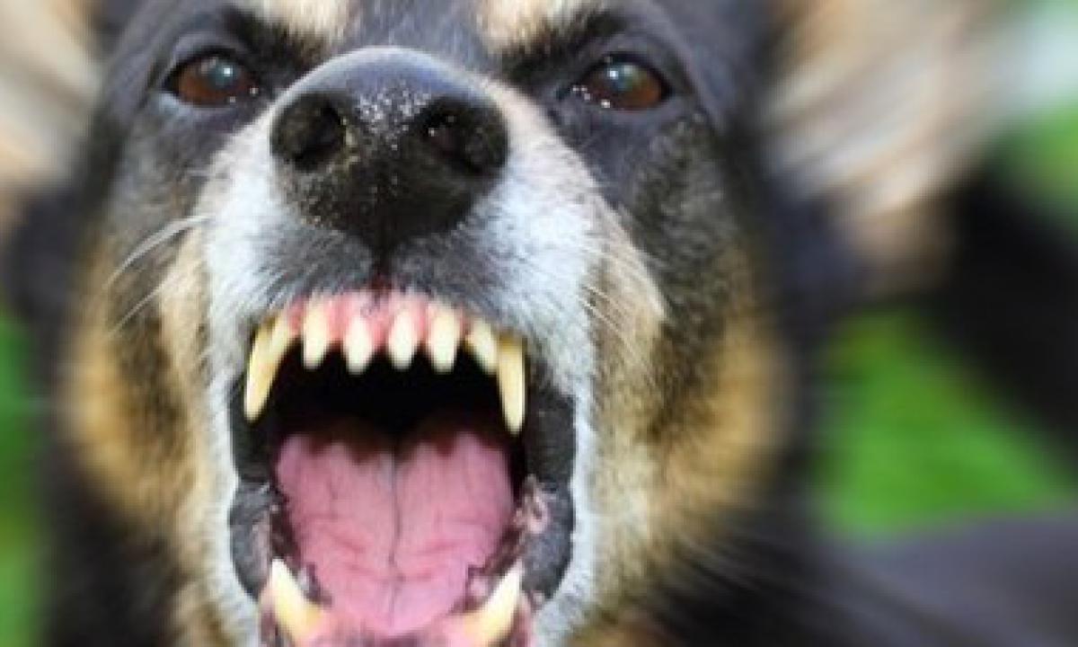 tabella risarcimento morso cane, risarcimento morso cane, risarcimento per morso di cane, calcolo danno biologico macropermanenti, calcolo danno biologico micropermanenti, morso cane risarcimento, risarcimento, risarcimento danni, art. 2052 c.c.