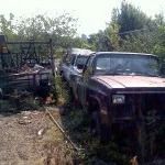 Two rusty abandoned trucks in overgrown brush beside a metal gate and fence.