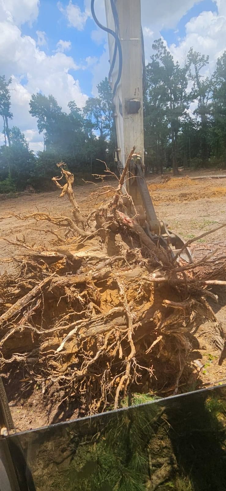 A tree stump and roots are being lifted by machinery against a backdrop of trees and a blue sky.