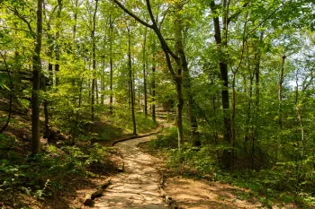 Dirt road through a grassy field, trees in the background, under a blue sky.