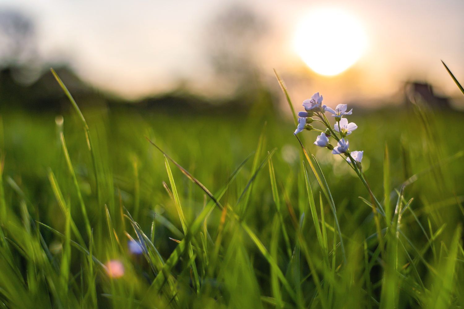 A close up of a flower in the grass at sunset.