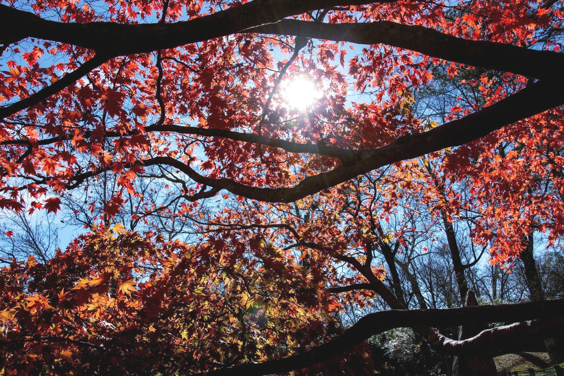 The sun is shining through the branches of a tree