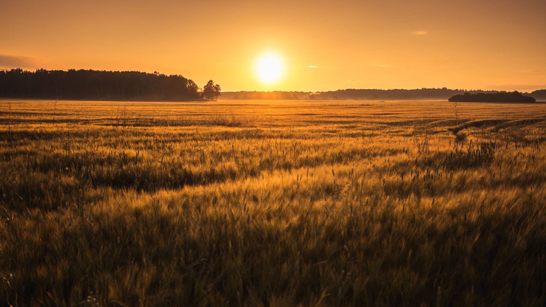 A golden wheat field stretches under a clear morning sky with the sun rising above distant trees, evoking calm and hope.