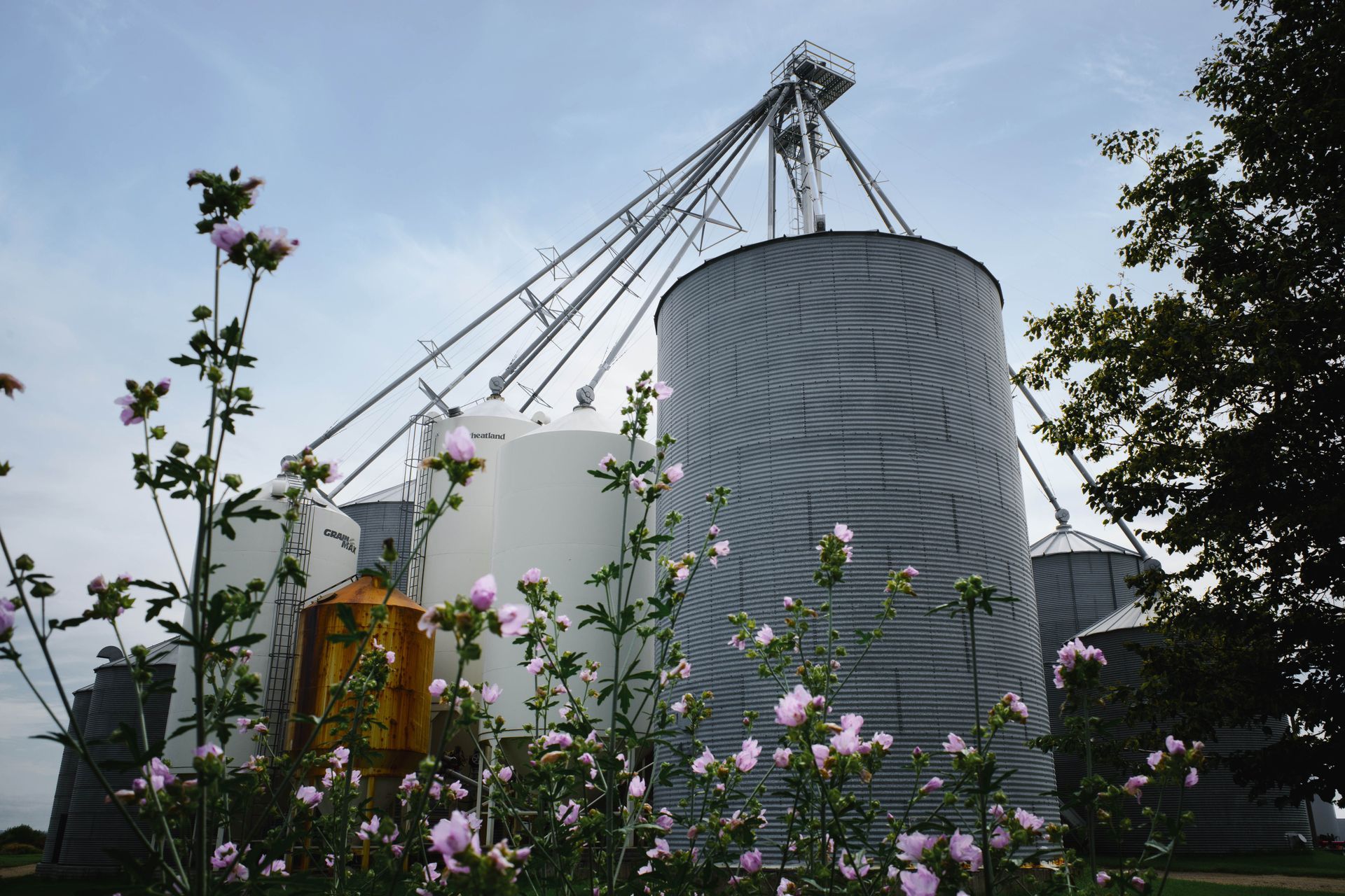 Grain elevators and flowers on Perkins Farm in Wainwright, Alberta