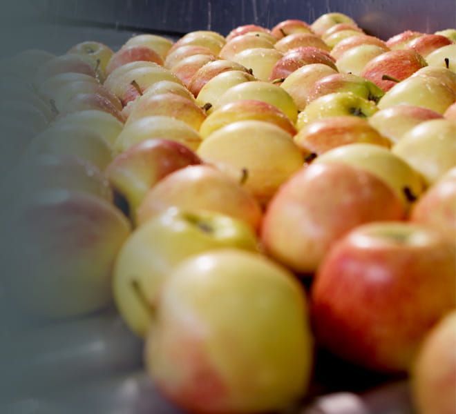 Hileras de manzanas amarillas y rojas dispuestas sobre una mesa bajo una luz tenue.