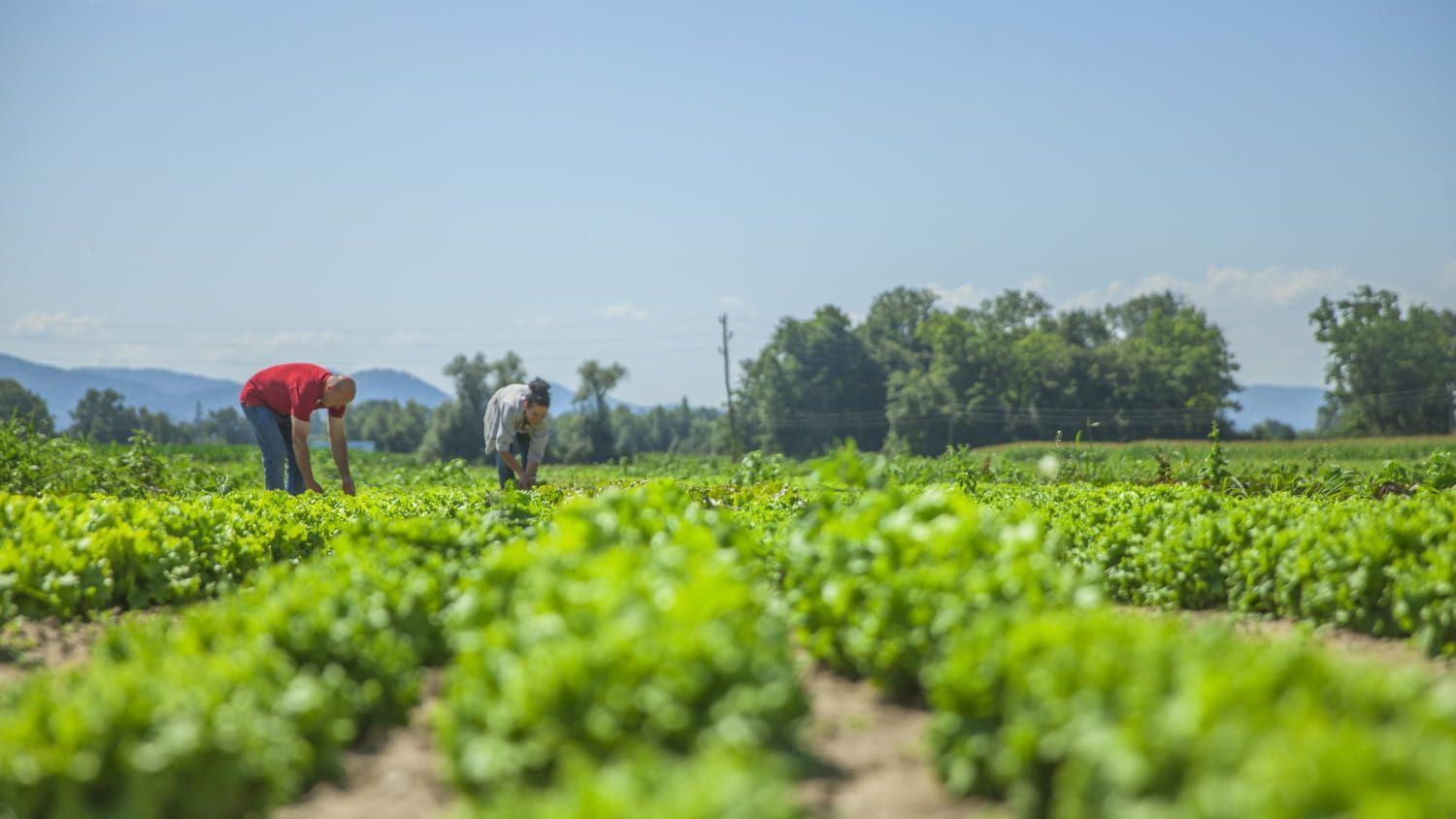 Trabajadores agrícolas en un campo verde, uno de ellos inclinado con una camisa roja bajo un cielo azul despejado.