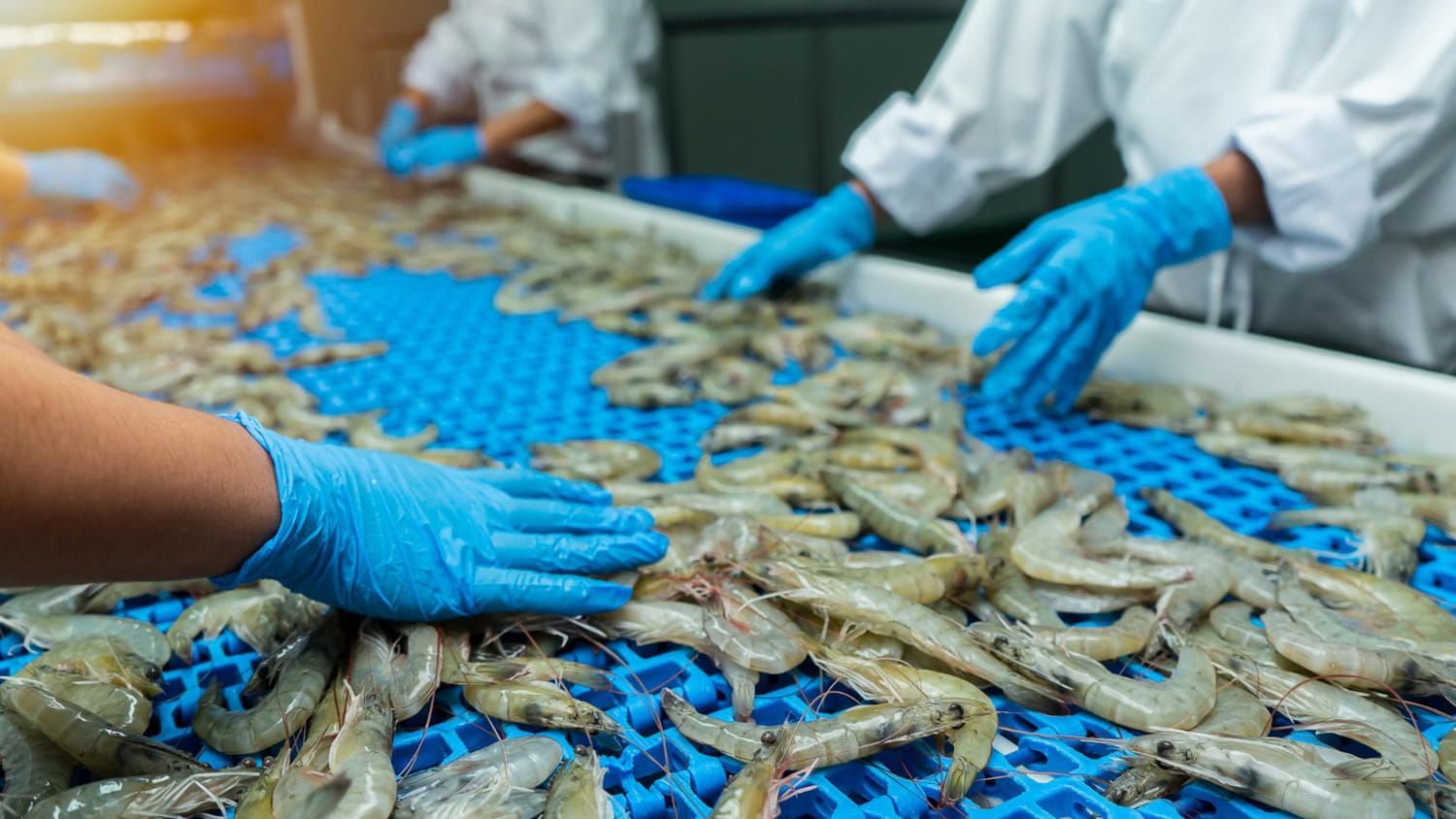 Trabajadores con guantes azules clasifican camarones crudos en una línea de procesamiento.