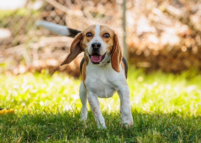 A beagle dog is standing in the grass with its tongue out.