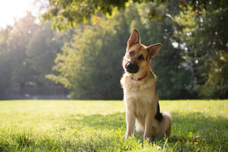 A german shepherd dog is sitting in the grass in a park.