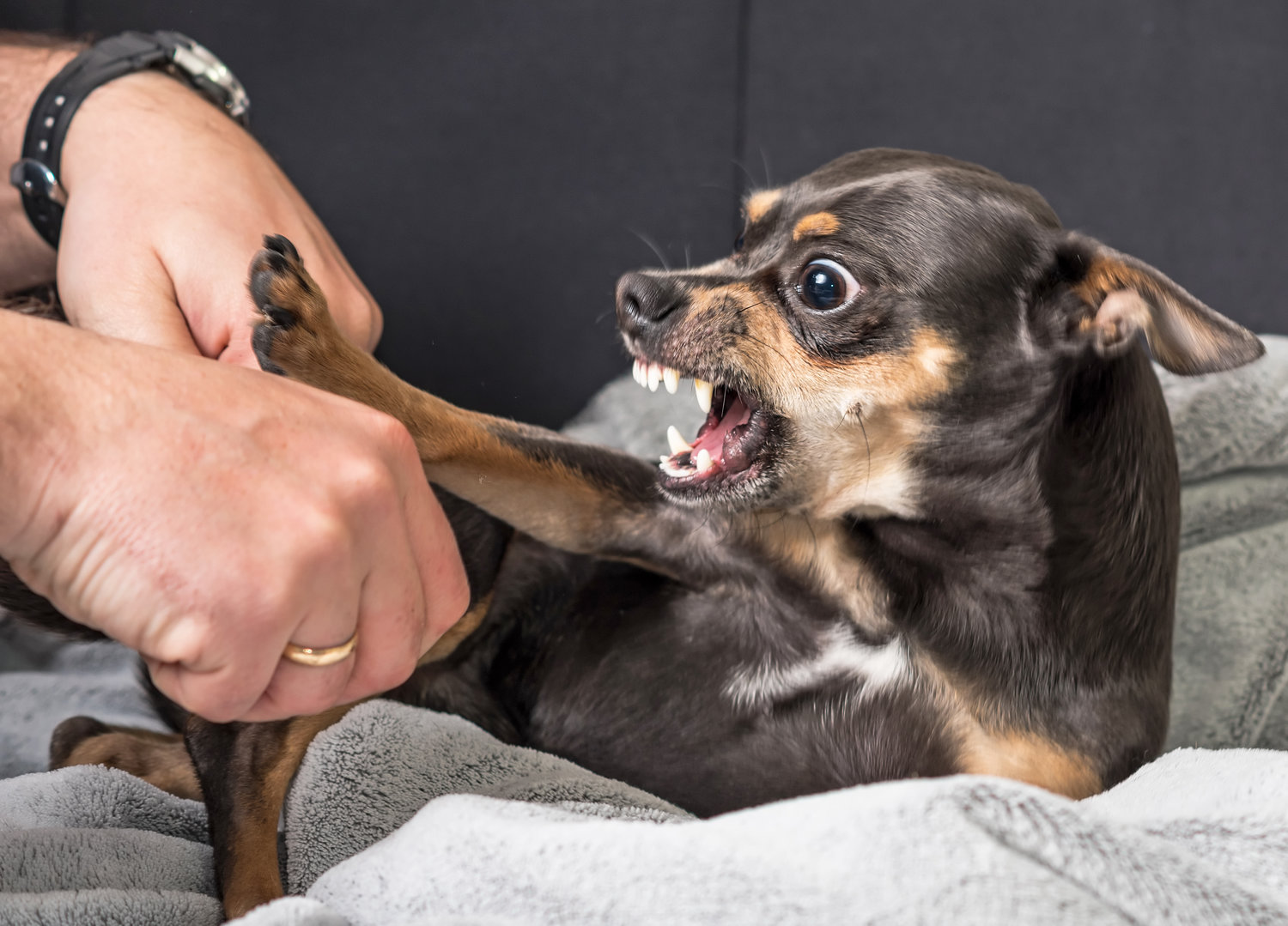 A man is playing with a small dog on a couch.