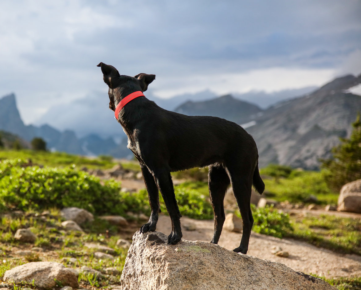A black dog with a red collar is standing on a rock.