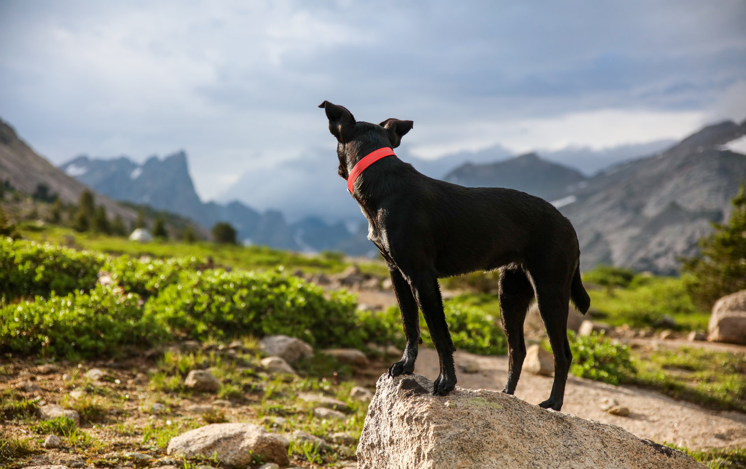 A black dog is standing on top of a rock in the mountains.