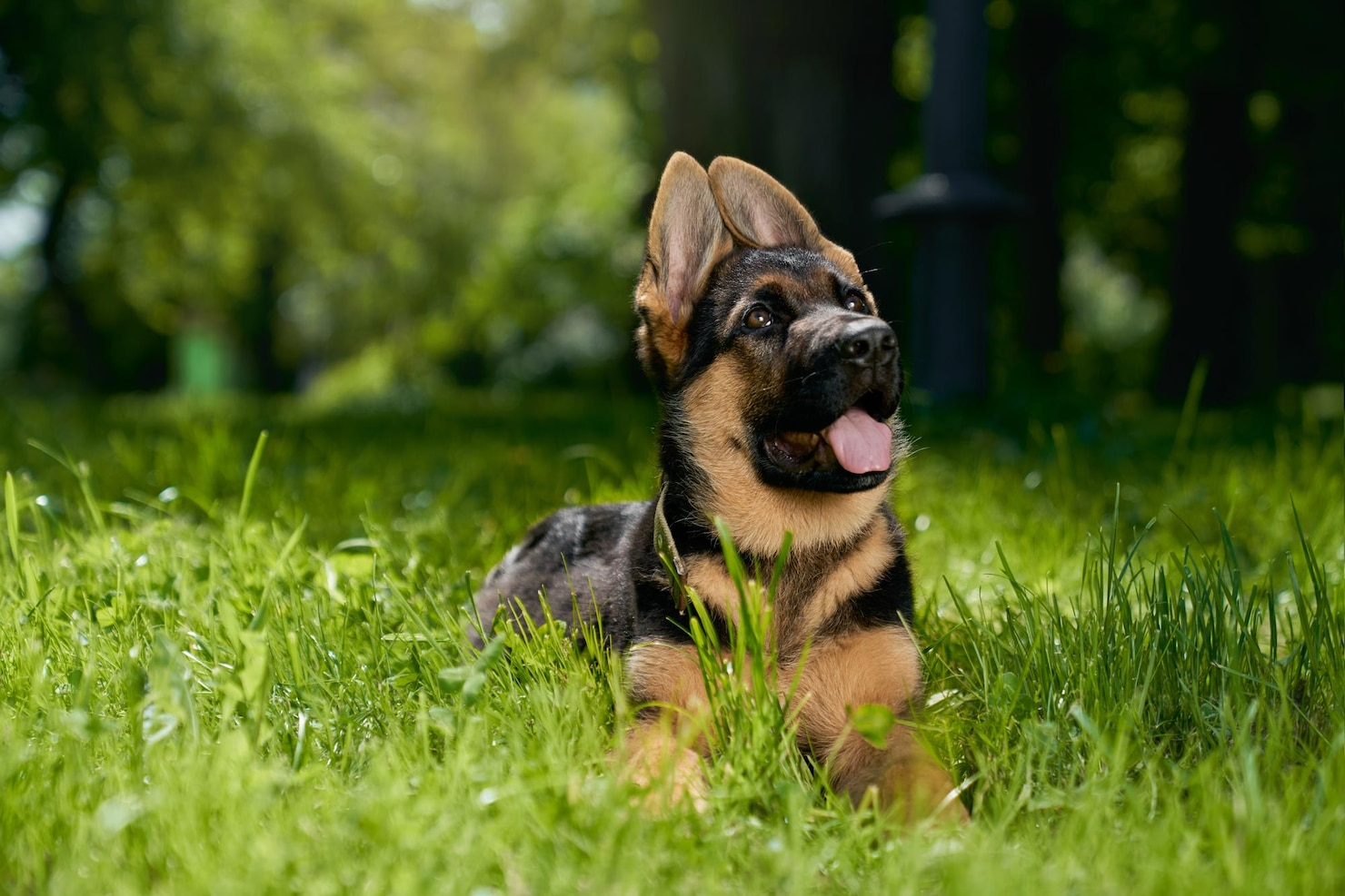 A german shepherd puppy is laying in the grass with its tongue hanging out.
