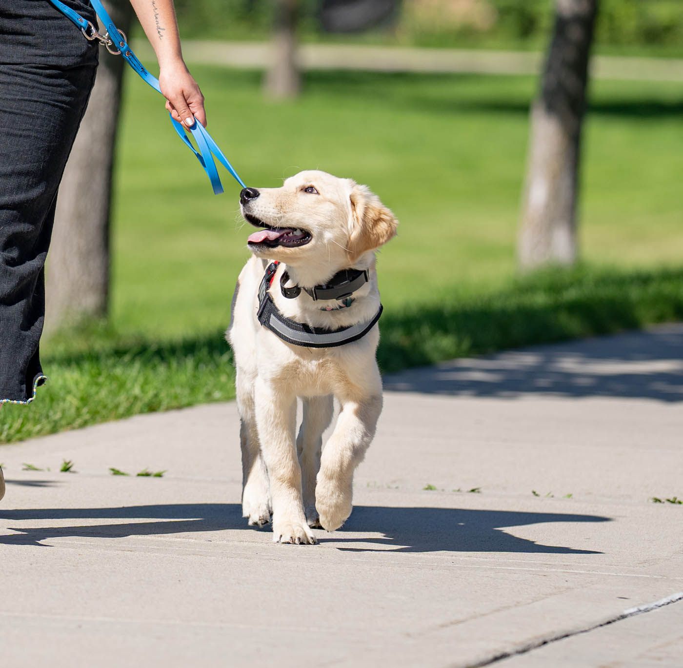 A person is walking a dog on a leash on a sidewalk