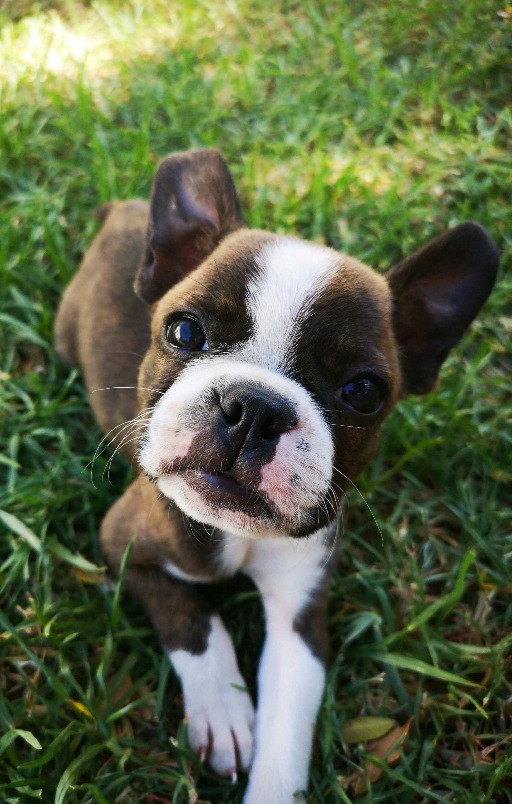 A brown and white boston terrier puppy is laying in the grass looking up at the camera.