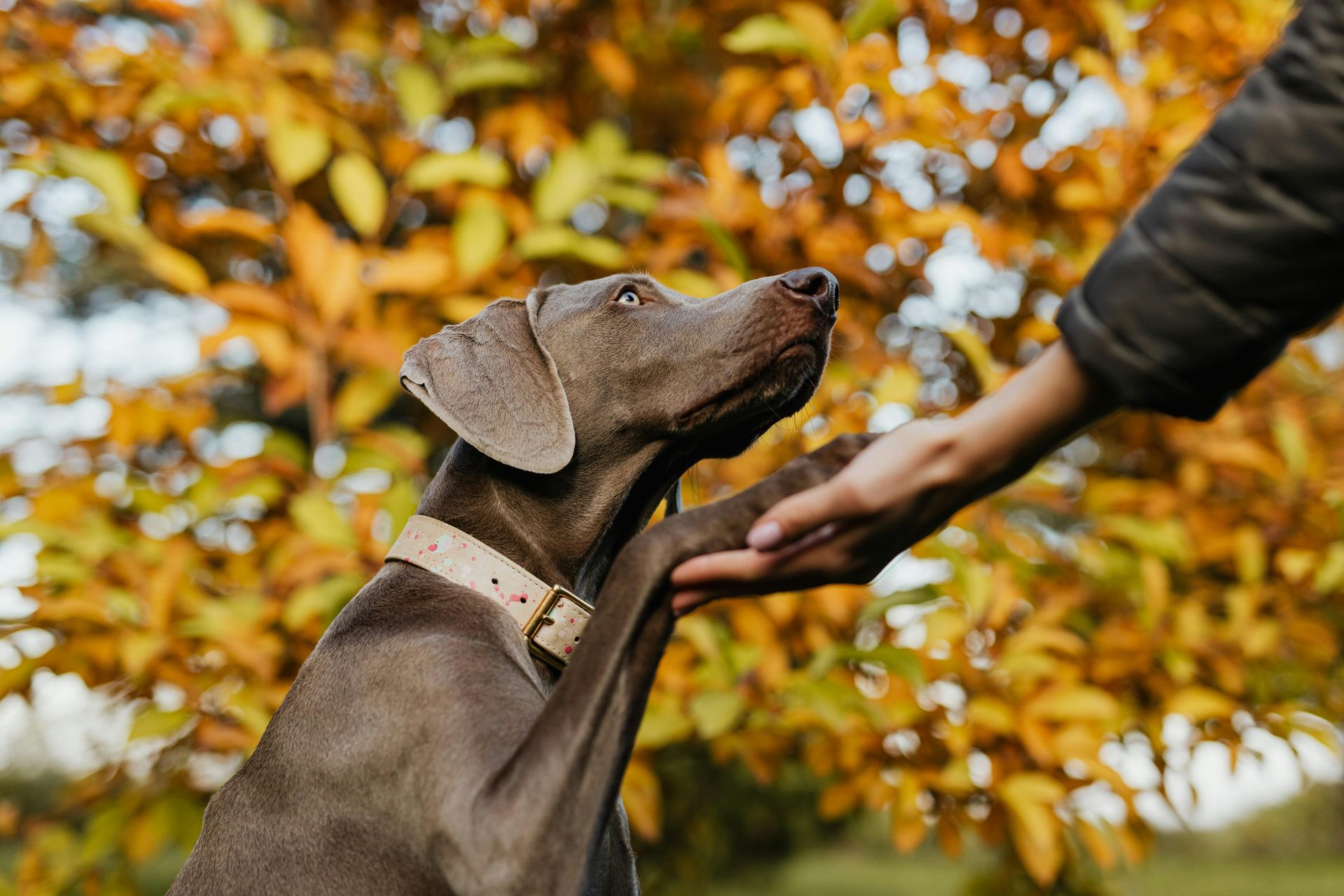 A person is petting a dog 's paw in a park.