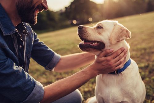 A man is petting a dog in a park.