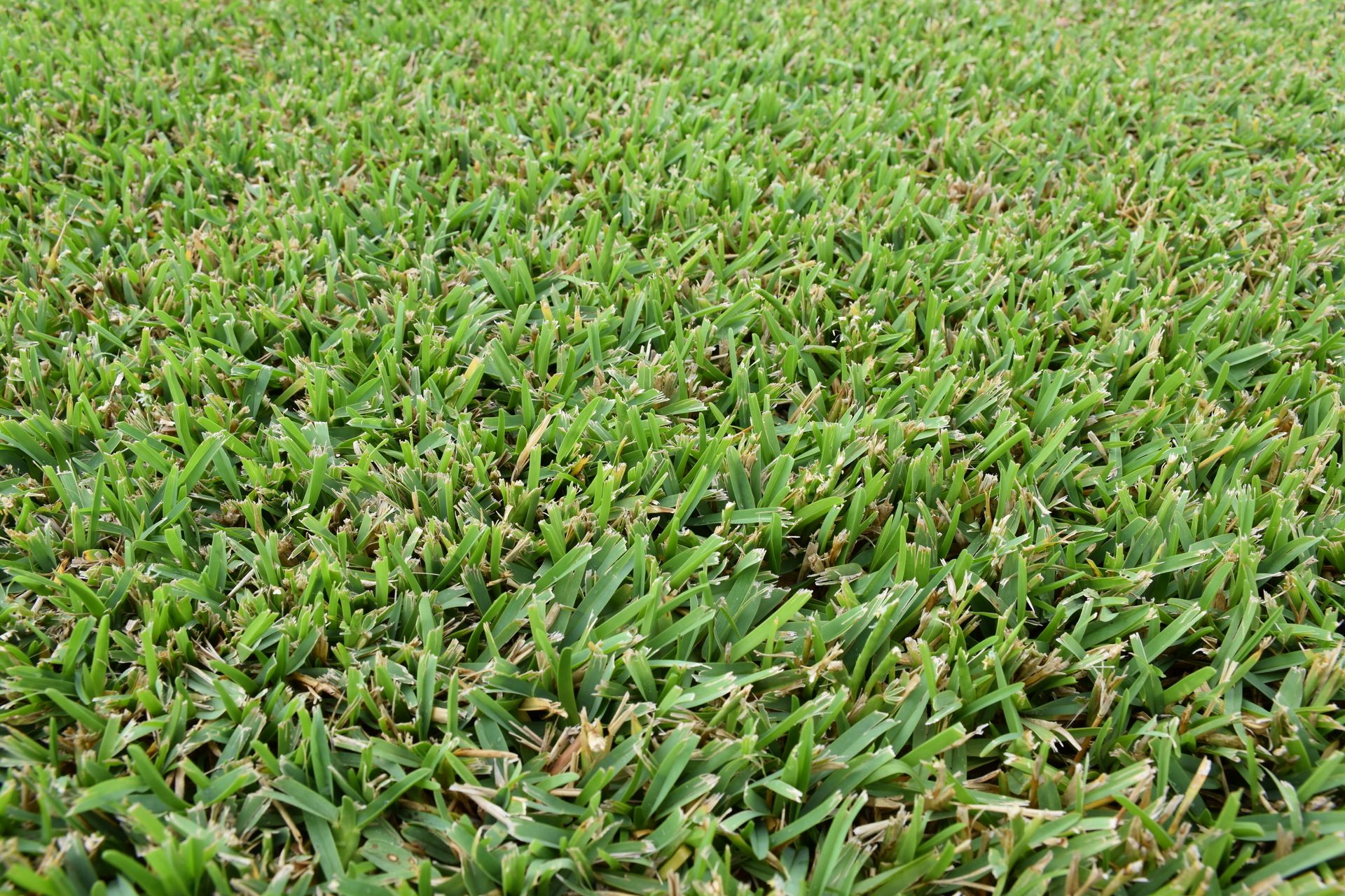 Turf Store | Ryans Turf
