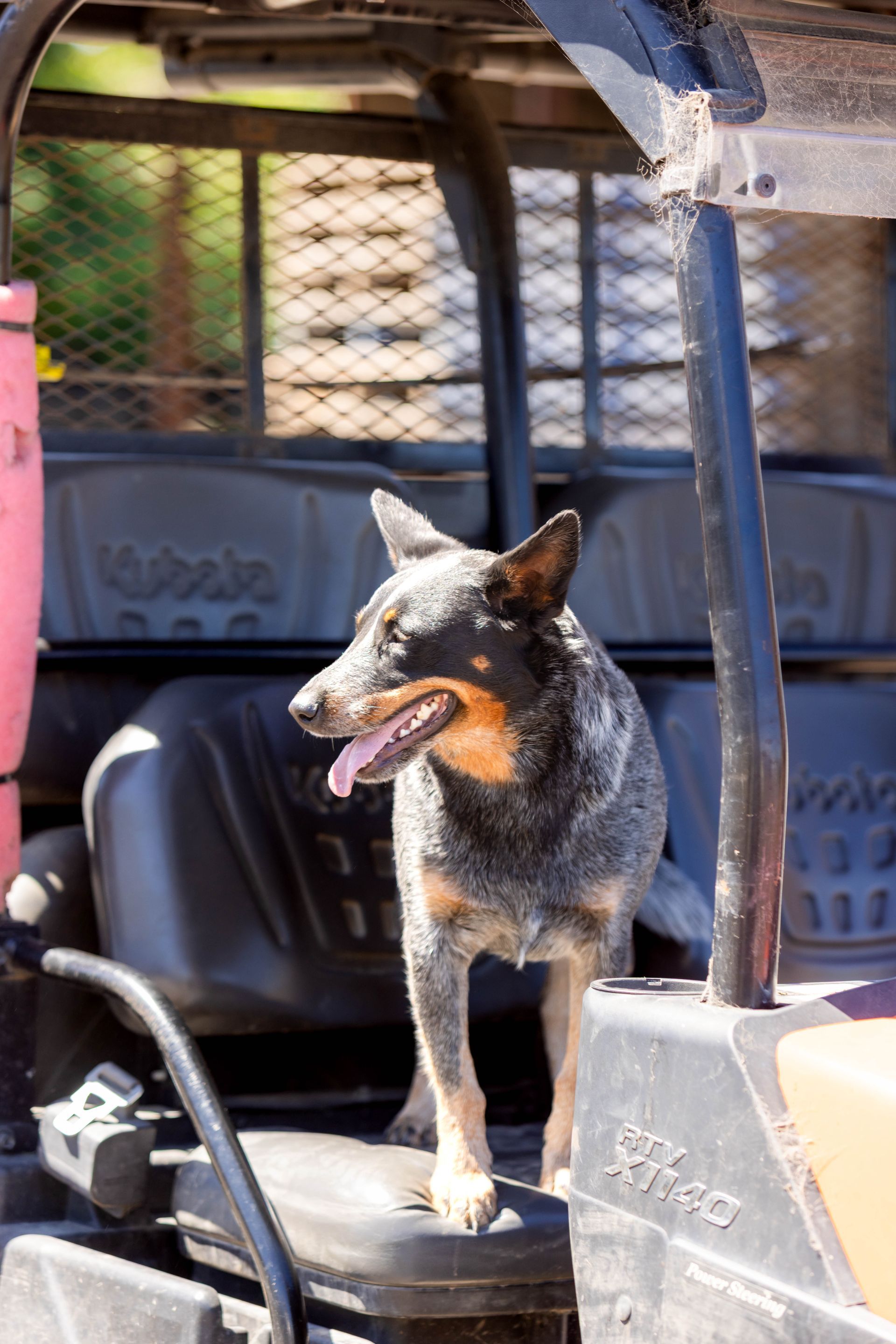 Dog standing in utility vehicle, looking to the side with tongue out.