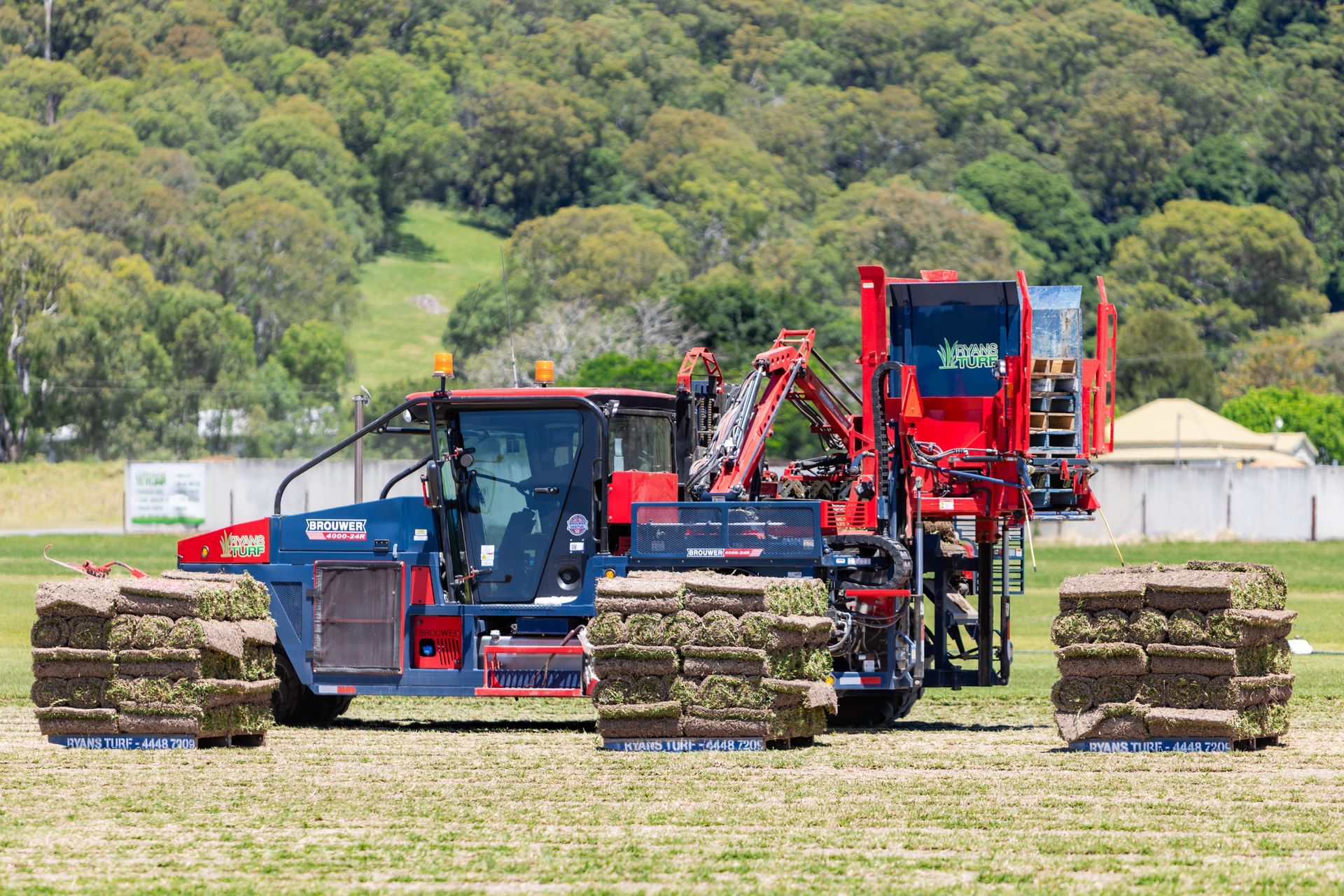 A blue and red sod harvester machine is cutting and stacking sod on a grassy field.
